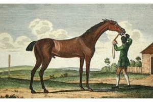 Genetic Consequences of Single Y Chromosome Line in Thoroughbreds