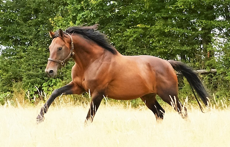 Vetrophy