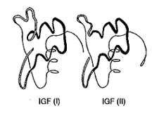 Physiologie des IGF