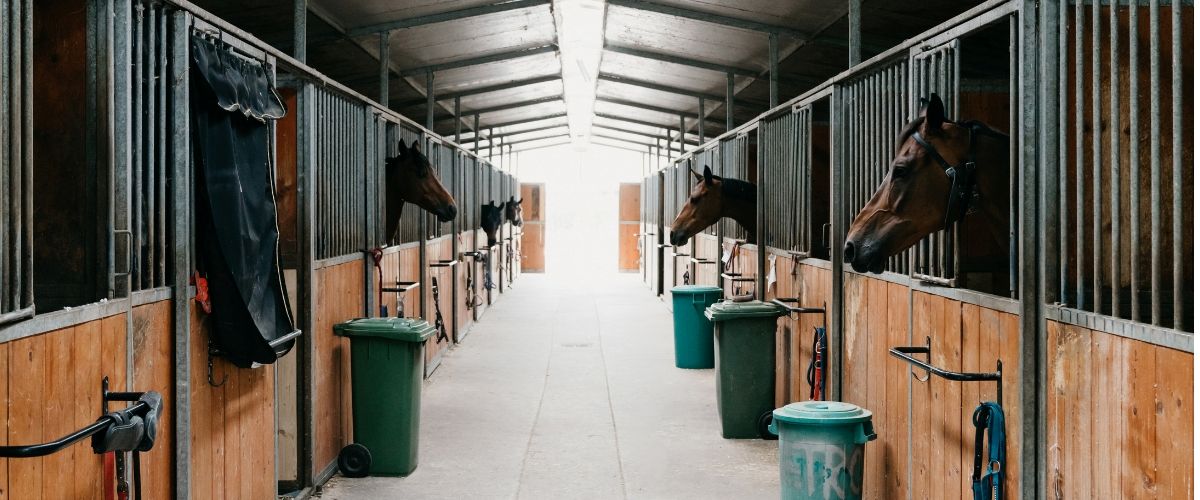 Cheval au box dans un environnement exposé aux poussières et à l’ammoniac