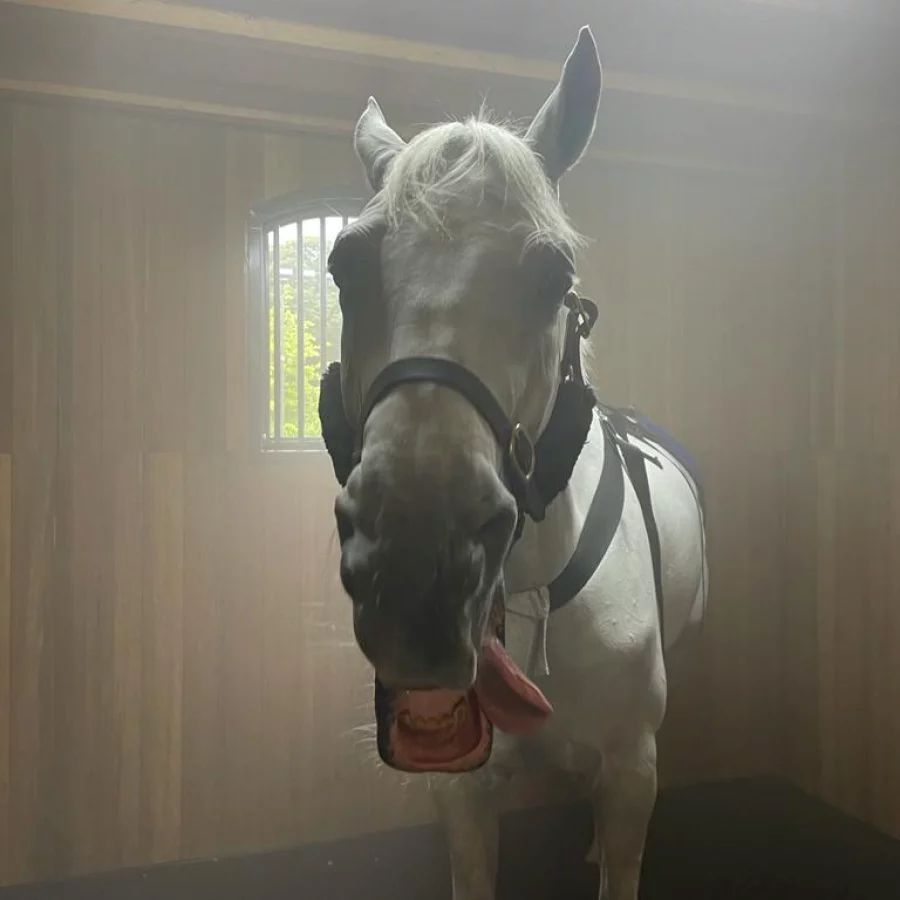 Cheval détendu pendant une séance d’inhalation saline sans masque