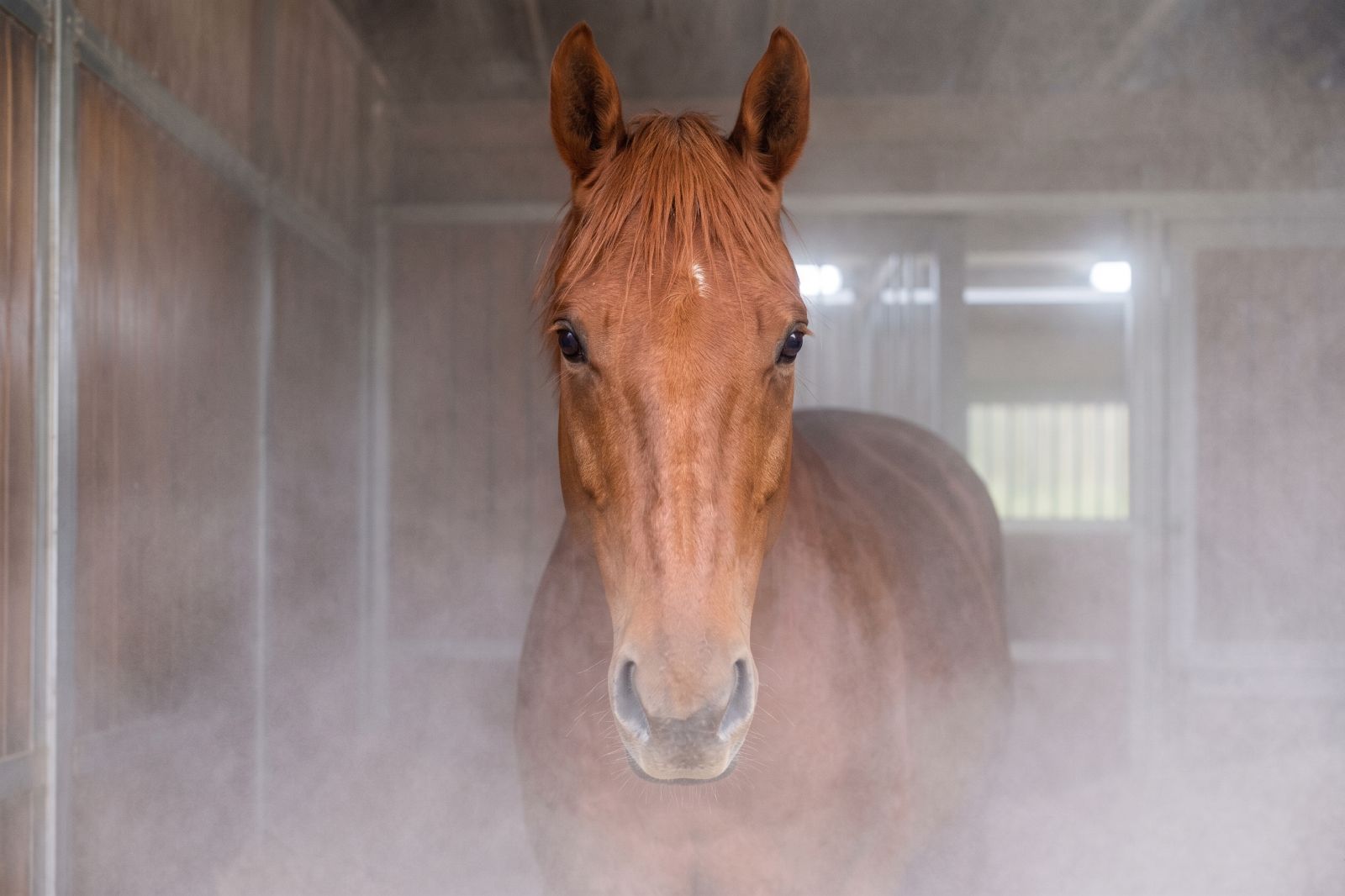 Cheval dans une salle d’inhalation sans masque avec brume saline
