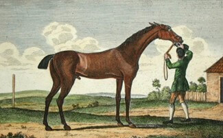 Genetic Consequences of Single Y Chromosome Line in Thoroughbreds